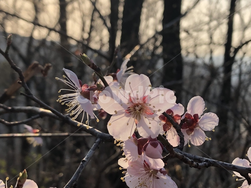plant,식물,꽃,봄,벚꽃