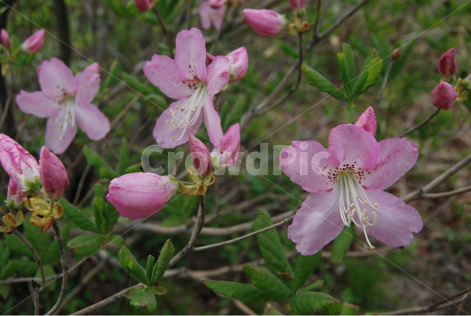 기백산,금원산,함양군,수목원,휴양림,봄,계절,spring,season,식물,자연,plants,nature,꽃,flower,plant,geranium,제라늄,blossom