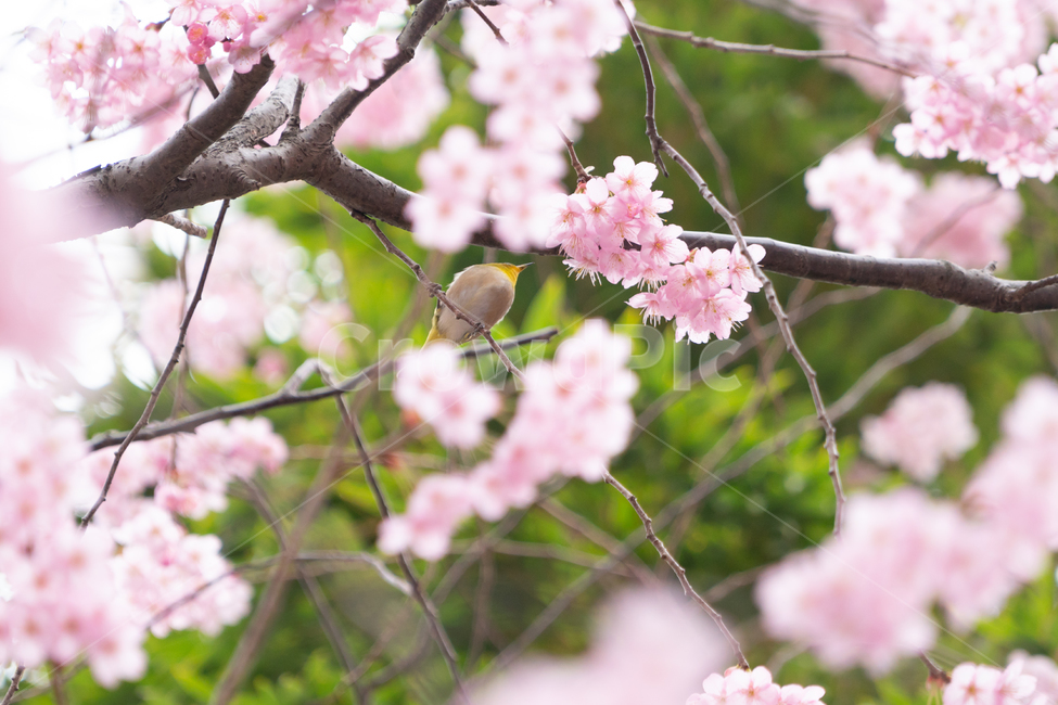 봄,벚꽃,새,조류,자연,봄꽃,핑크,봄,계절,spring,season,식물,자연,plants,nature,꽃,flower,동물,animal,조류,새,birds,plant,cherry blossom,blossom