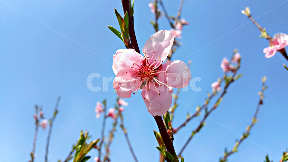 개복숭아꽃,개복숭아,꽃,flower,plant,식물