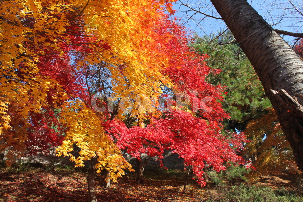 autumncolors,가을,fall,tree,단풍,나무,maple,식물,plant,leaf,잎,가을,계절,fall,autumn,season