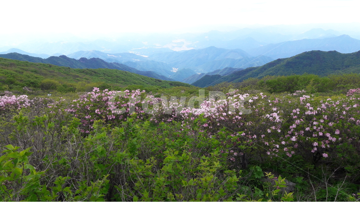 소백산,철쭉,철쭉축제,연화봉,단양,자연,풍경,nature,landscape,한국자연풍경,한국자연경관,korea nature landscape,outdoors,옥외