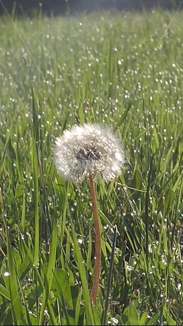 아침,이슬,민들레홀씨,아침빛,민들레,꽃,감성사진,식물,자연,plants,nature,꽃,flower