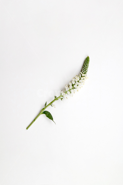 꽃잎,백그라운드,식물,자연,계절,봄,꽃,배경,배경이미지,내추럴,flower,nature,flora,background,꽃,flower