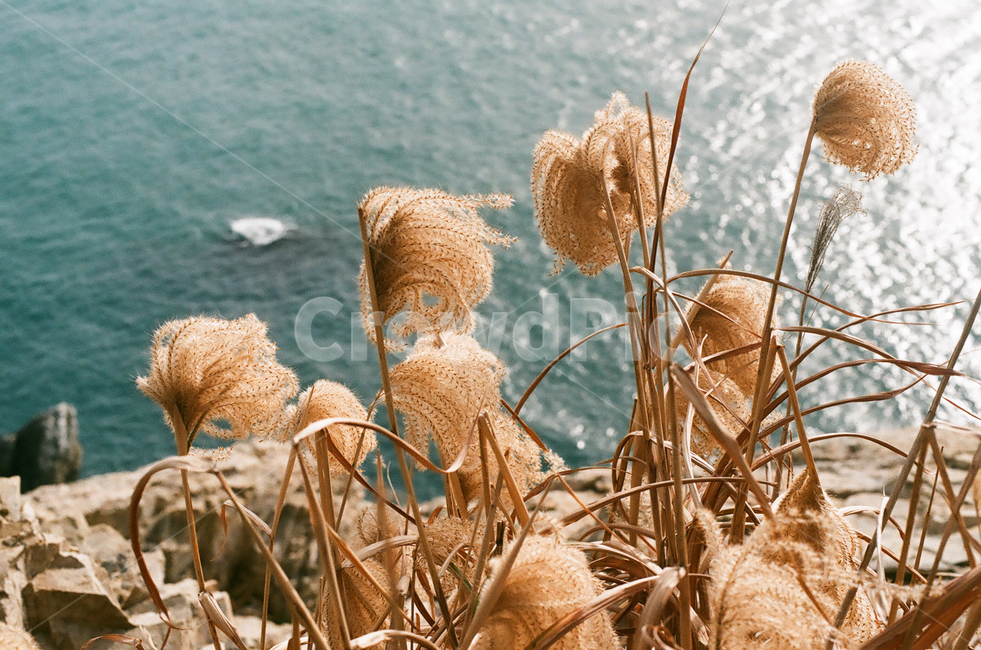 갈대,자연,풍경,nature,landscape,plant,식물,가을,계절,fall,autumn,season,바다,reed,감성,감성사진,빈티지,아날로그,필름,필름사진,필름카메라,film,filmcamera,sensible,feeling