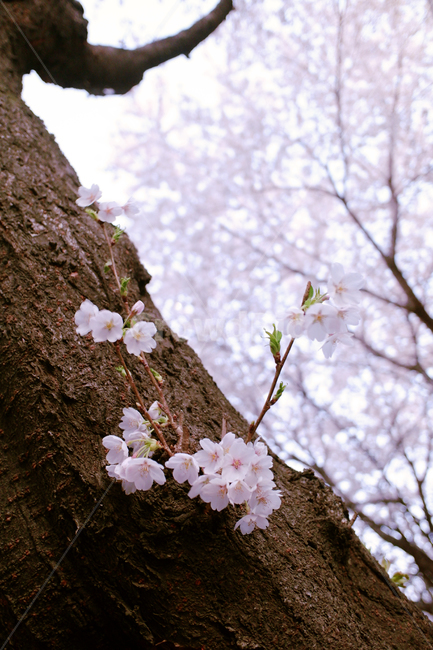 꽃,벚꽃,식물,나무,plant,blossom,cherryblossom,봄,봄꽃,flower