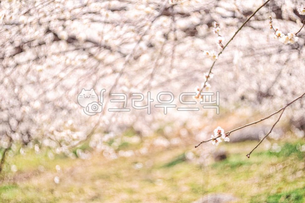 spring,Plum Village,Plum Festival,Gwangyang Plum Village,Gwangyang,bokeh,plum blossom,flower Festival,out of focus,flower viewing