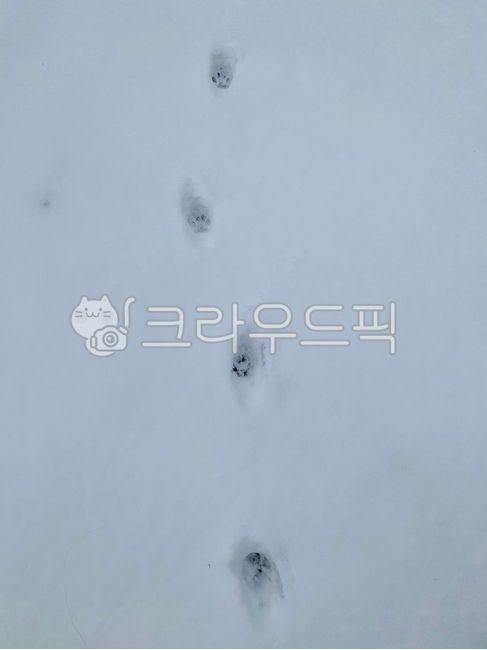 snow footprints,footprint,cat footprints,cat,cat paws,cat eye footprints