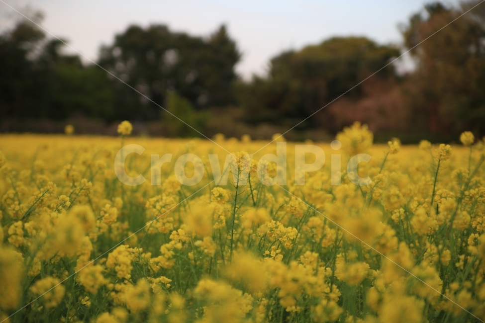 풍경,유채꽃,노랑,꽃,제주여행,제주풍경,제주도풍경,yellow,flower,풍경사진,꽃사진,jeju,봄,계절,spring,season,식물,자연,plants,nature,꽃,flower,field,들,grassland,목초지,outdoors,옥외