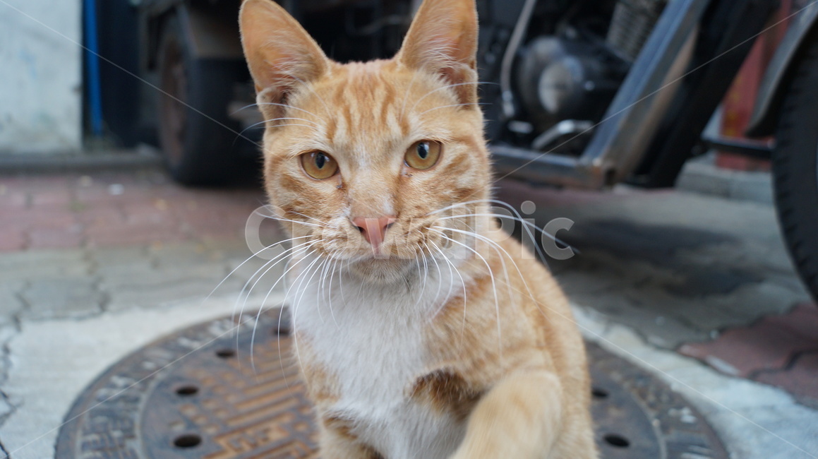 고양이,치즈태비,길고양이,길냥이,숏컷,동물,포유류,동물,animal,포유류,mammal,고양이,cat,kitten,kitty
