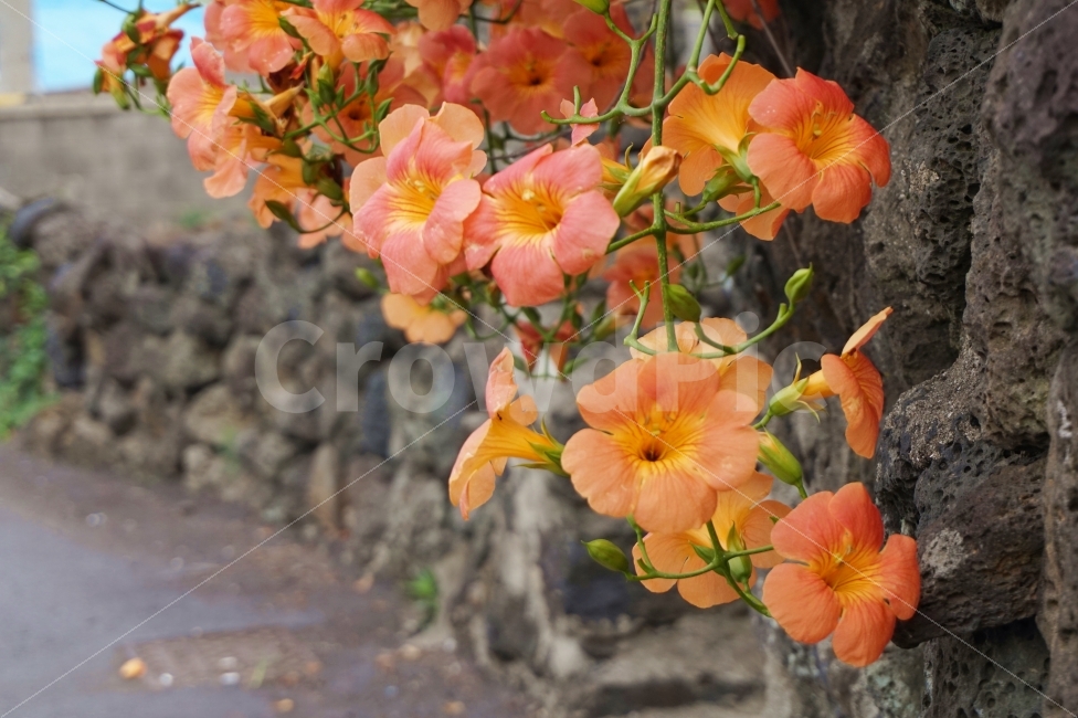 꽃,식물,능소화,제주,여행,자연,주황색,orange,color,길,flower,감성,감성사진,분위기,산책,식물,자연,plants,nature,꽃,flower