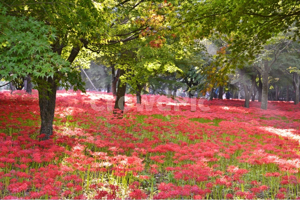 영광,불갑사,꽃무릇,꽃무릇축제,축제,plant,식물,tree,나무,treetrunk,나무줄기,자연,풍경,nature,landscape,식물,plants,꽃,flower