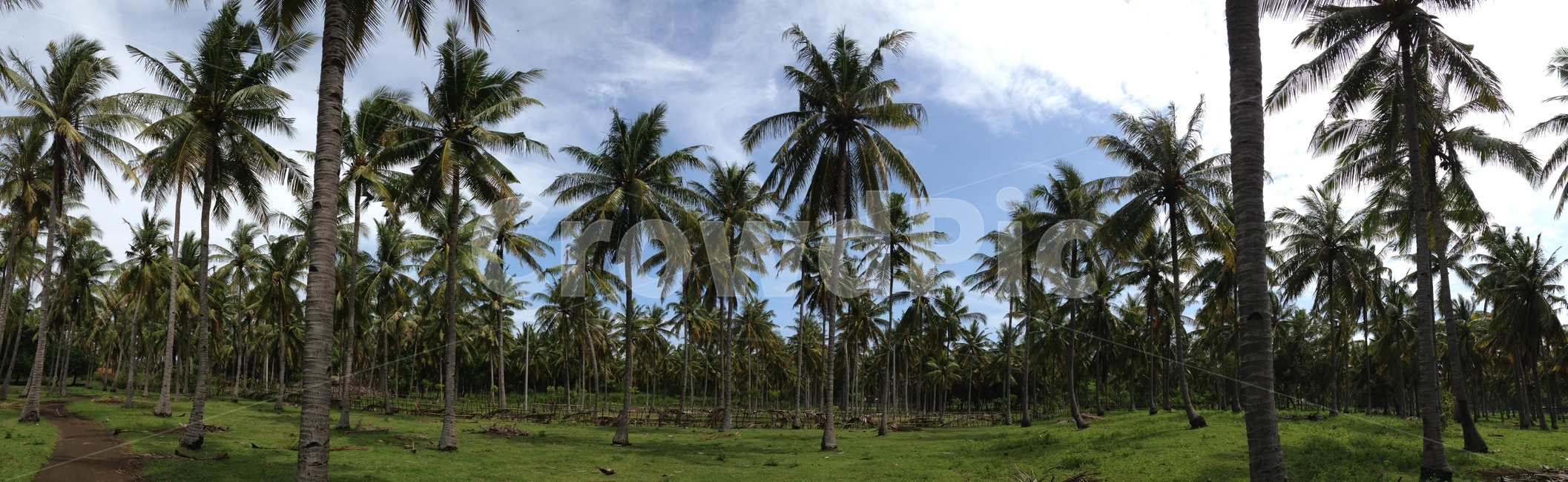 야자수,길리,하늘,푸른하늘,palmtree,sky,bluesky,gili