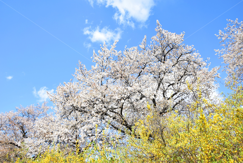 봄,벚꽃,꽃,야외,화창,하늘,나무,식물,소풍,풍경,봄,계절,spring,season,자연,풍경,nature,landscape