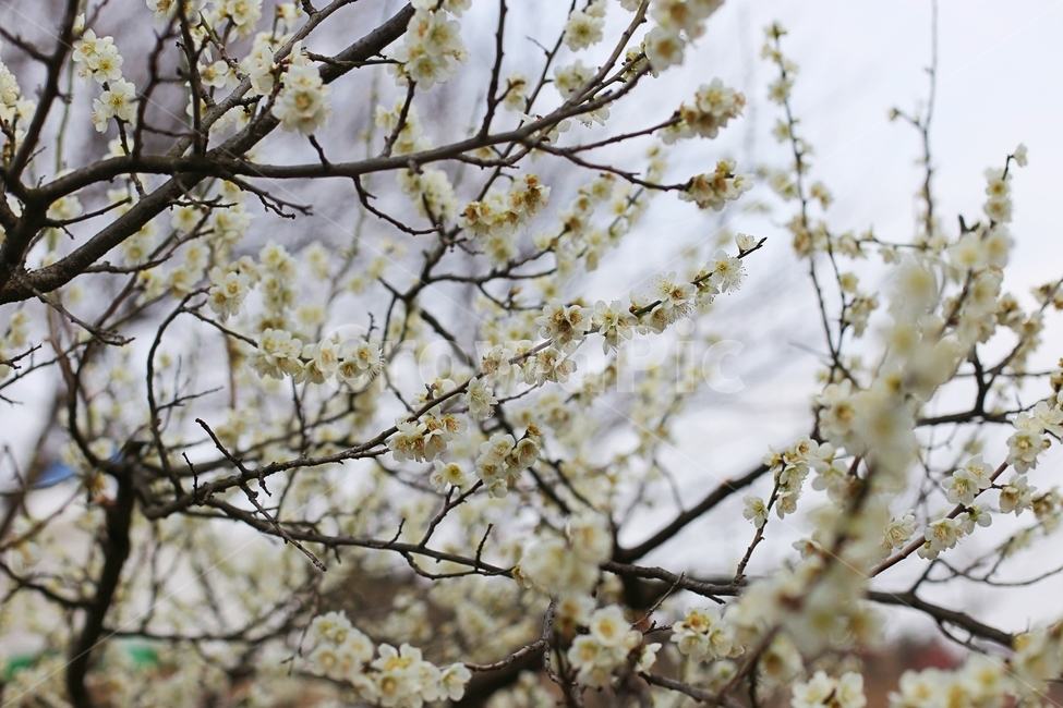 매화,매화꽃,하동,봄,매화축제,봄,계절,spring,season,식물,자연,plants,nature,꽃,flower,plant