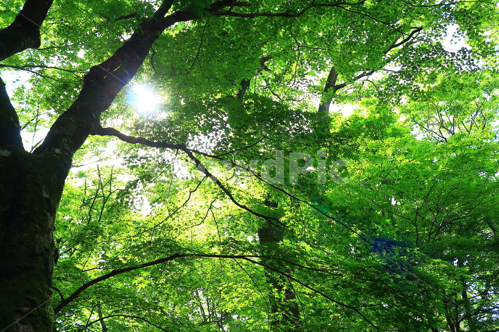 제주도,사려니숲,산책로,나무,힐링,피톤치드,맑음,시원함,깨끗함,공기,햇살,햇빛,역광,자연,풍경,길,산책길,빛,nature,landscape,휴식,rest,relaxation,healing,plant,식물,tree,관광지,관광,명소,맑은공기,맑은,초록색,초록,울창한,울창한숲,윗시선,자연,풍경,nature,landscape,휴식,힐링,rest,relaxation,healing,sunlight,plant,식물,leaf,잎,tree,flare,플레어,light,빛