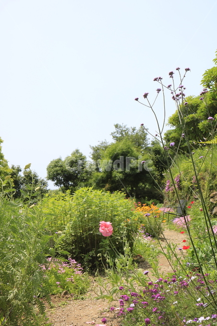 자연,풍경,경치,정원,공원,꽃,나무,하늘,풀,봄경치,여름경치,자연,풍경,nature,landscape,식물,plants,꽃,flower,outdoors,옥외,garden,arbour,정자