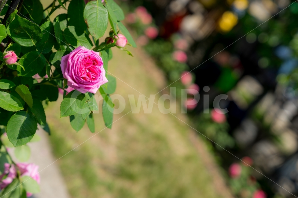 장미,장미꽃,꽃사진,rose,flower,여백,식물,식물사진,flowerpic,pink,green,outfocus,식물,자연,plants,nature,꽃,flower