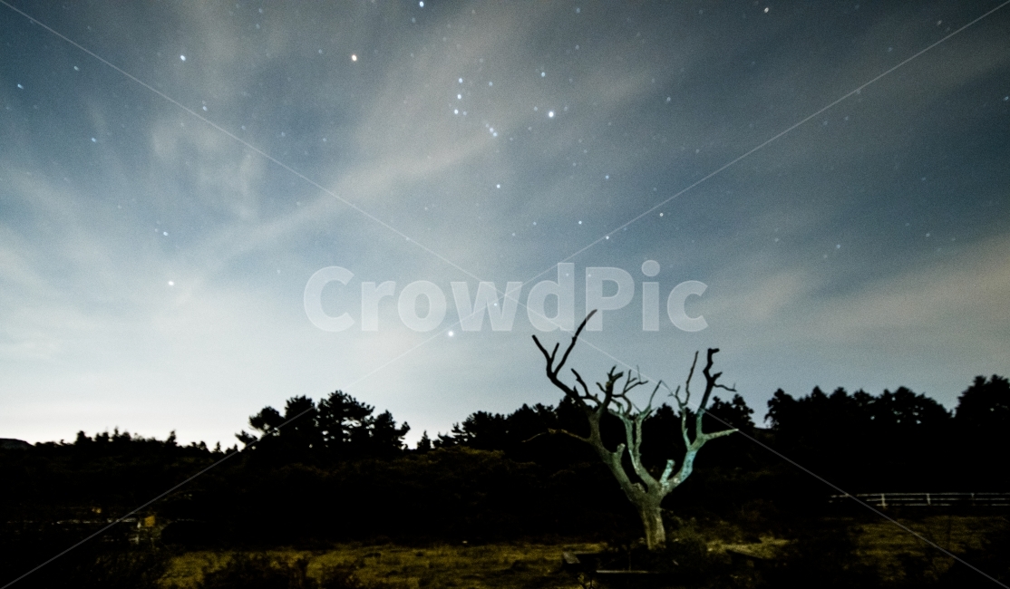 별,밤하늘,제주도,나무,자연,풍경,밤풍경,자연,풍경,nature,landscape,outdoors,옥외