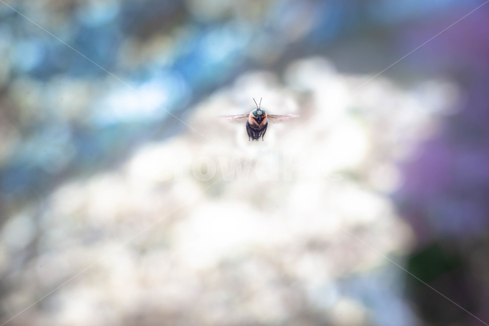벌,날아가는벌,꽃,봄,공중부양,동물,animal,곤충,벌레,insect,bug