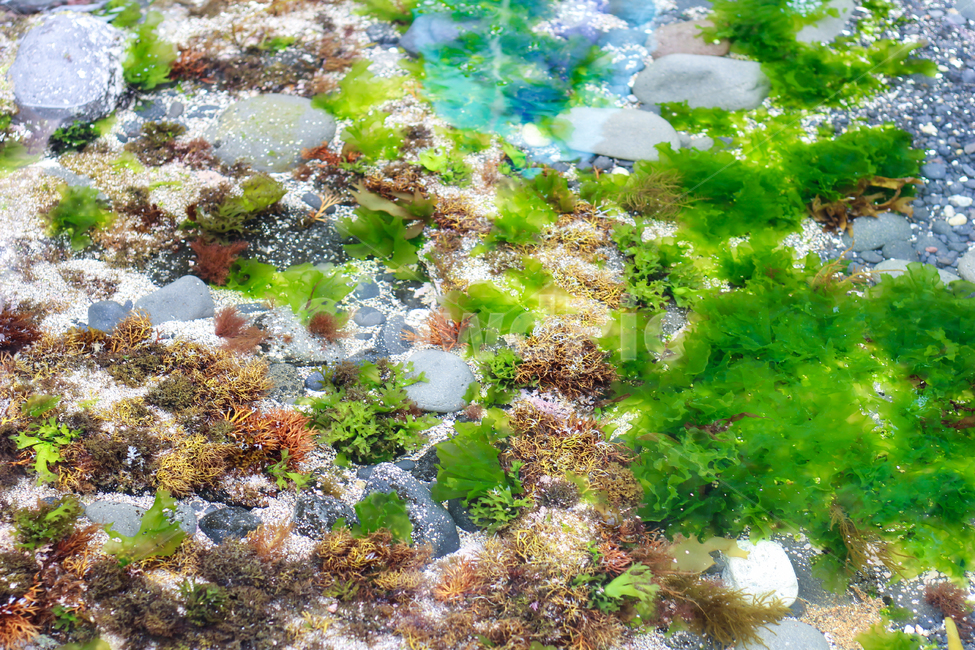 바다,바다속,바닷속,해초,녹조,이끼,오염,beach,sea,제주,제주도,우도,자연,풍경,nature,landscape,한국,korea,해변,녹색,green,푸른,초록색,미역,자갈,돌,돌맹이,맑은,투명한,투명,깨끗한,식물,자연,plants,nature