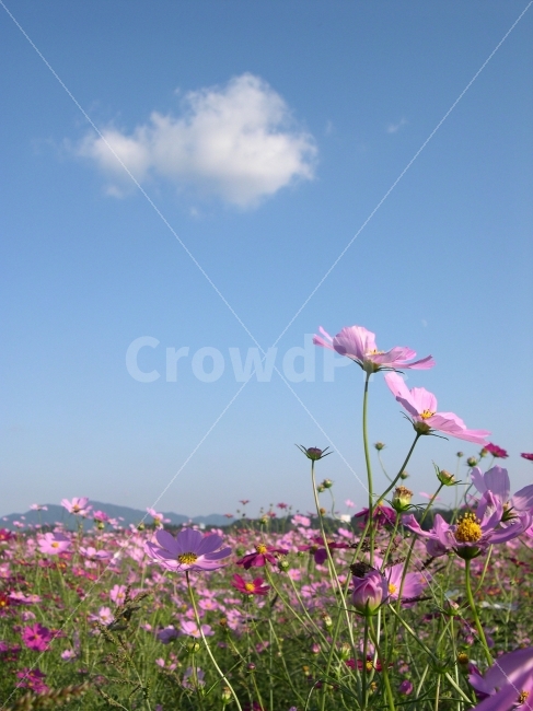 코스모스,가을,꽃,꽃밭,가을꽃,자연,풍경,nature,landscape,가을,계절,fall,autumn,season,식물,plants,꽃,flower,plant