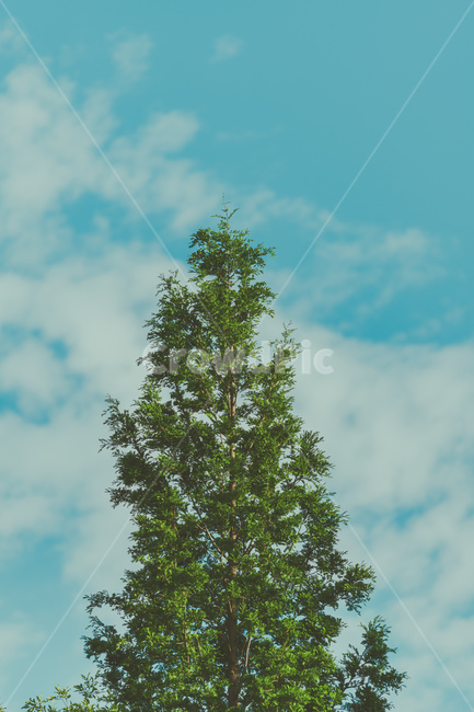 세로,나무,하늘,구름,대칭,식물,자연,plants,nature,나무,trees,wood