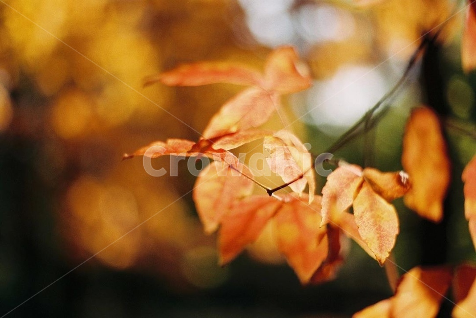 가을,단풍,빨강,낙엽,필름,잎,plant,식물,leaf,가을,계절,fall,autumn,season