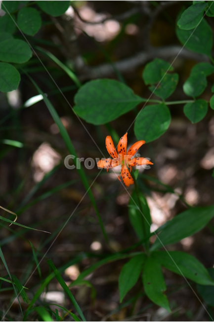 말나리,야생화,식물,자연,꽃,생태,힐링,플라워,wildflower,flower,plants,nature,season,감성,느낌,emotion,feeling,여름,여러해살이풀,산형과,백합과,백합속,주황색,식물,자연,plants,nature,꽃,flower