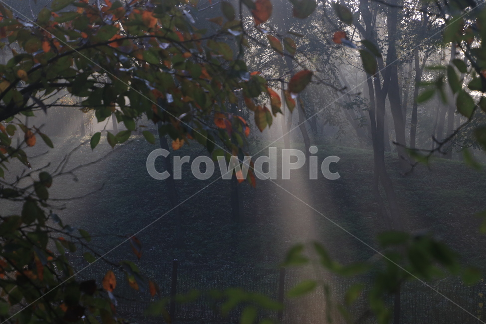 햇빛,플레어,sunlight,빛내림,light,날씨,nature,빛,weather,자연,자연,풍경,nature,landscape