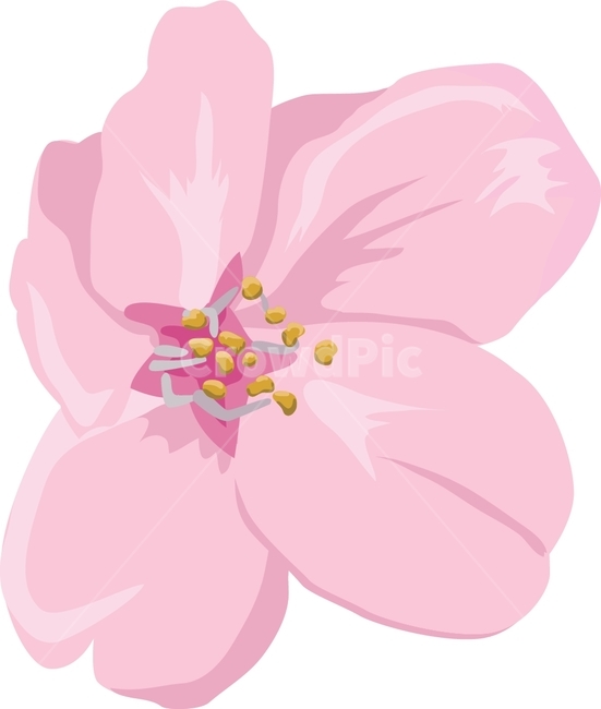 벚꽃,꽃,flower,plant,식물,봄,계절,spring,season,그래픽,일러스트레이션,graphic,illustration
