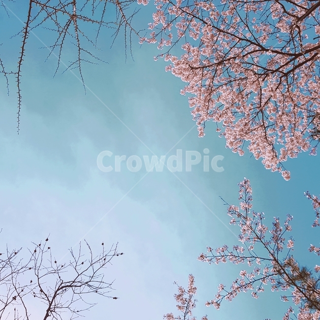 벚꽃,봄,벚꽃축제,개화,벚꽃나무,봄,계절,spring,season,plant,식물