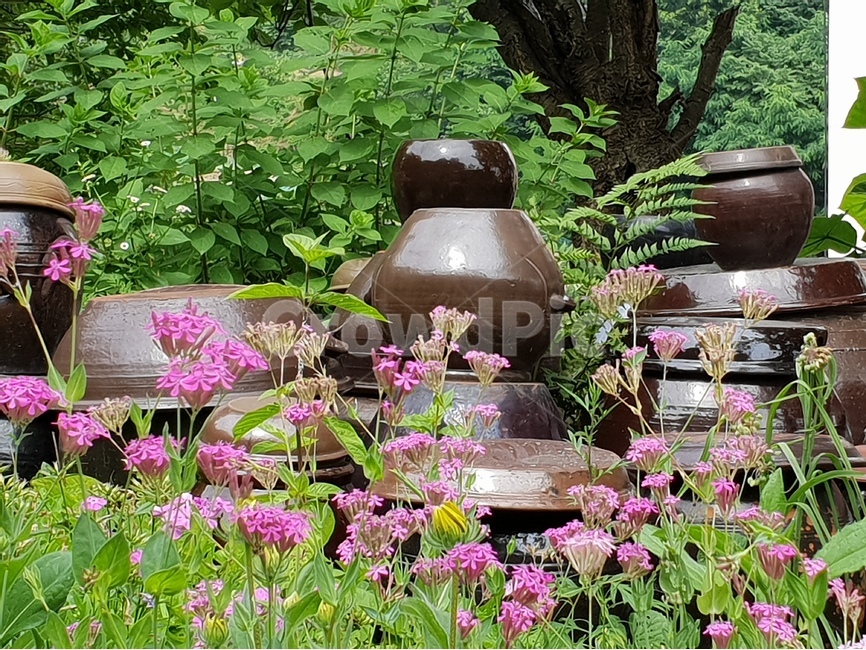 항아리,정원,가든,뜰,garden,flower,분홍색,장독대,끈끈이대나물,한해살이,배경,배경이미지,배경화면,자연,풍경,nature,landscape,한국전통,한국문화,korean traditional,korean culture,plant,식물