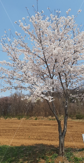 벚꽃,봄,나무,spring,flower