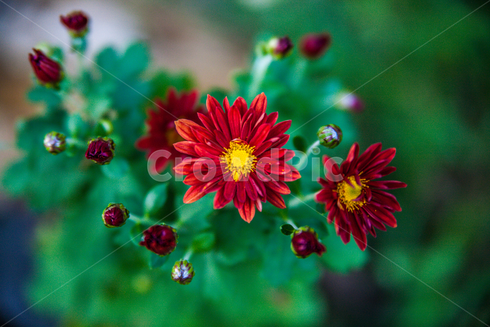 식물,꽃,flower,plants,plant,꽃밥,식물,자연,plants,nature,꽃,flower