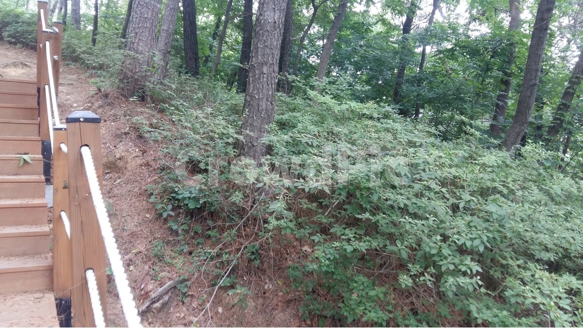 향적산,등산,숲,나무,산책,자연,풍경,nature,landscape,plant,식물,tree