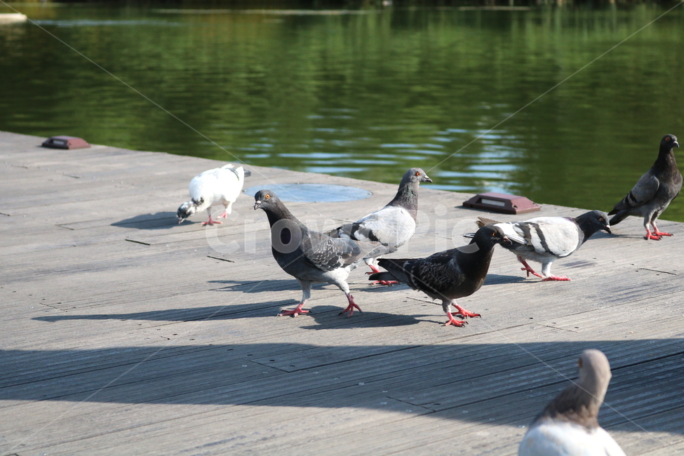 비둘기,새,조류,공원,자연,동물,동물,animal,조류,새,birds