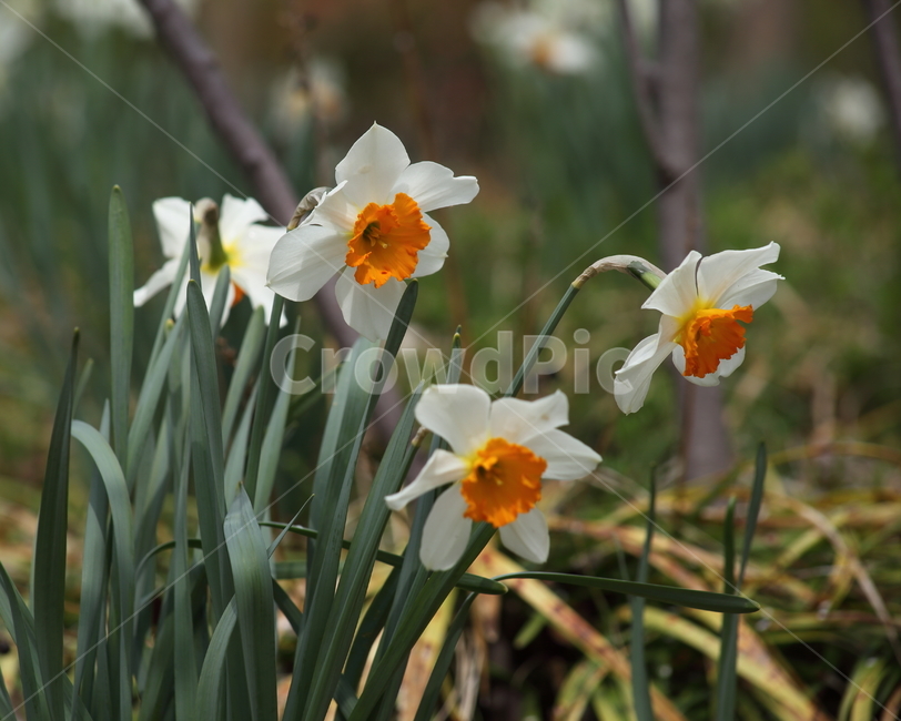 수선화,꽃,식물,봄,narcissus,식물,자연,plants,nature,꽃,flower