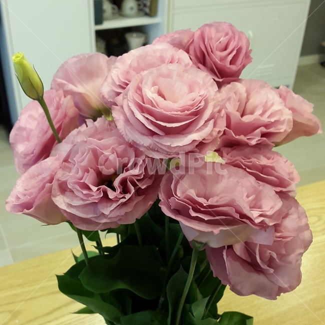 리시안셔스,핑크색,꽃,분홍꽃,꽃병,꽃,flower,실내용화초,화분,화초,house plant