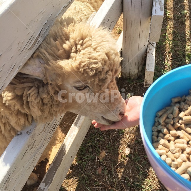 양,양떼목장,lamb,먹이먹는양,밥먹는양,아기양,목장,양밥,나들이,체험