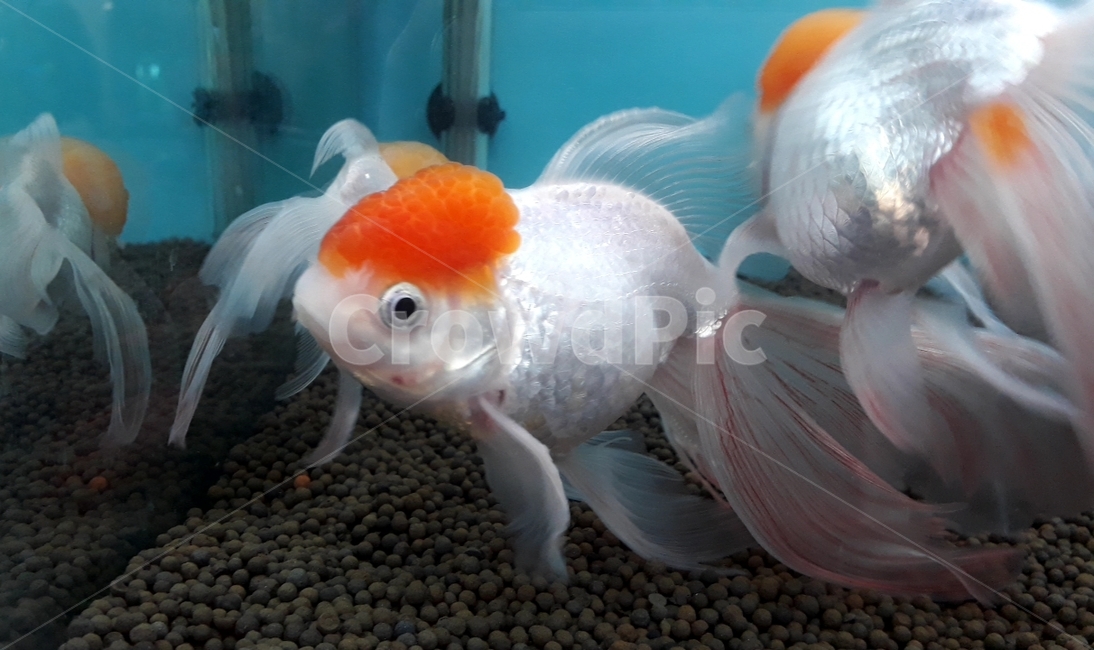 열대어,관상어,생선,수족관,수조,어류,아쿠아리움,어류,물고기,fish