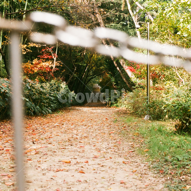 가을,단풍,낙엽,나무,나뭇잎,계절,fall,autumn,season,자연,풍경,nature,leaf,leaves,잎,식물,출입금지,터널,tunnel,감성,감성사진,빈티지,아날로그,필름,필름사진,필름카메라,film,filmcamera,sensible,feeling,가을,계절,fall,autumn,season