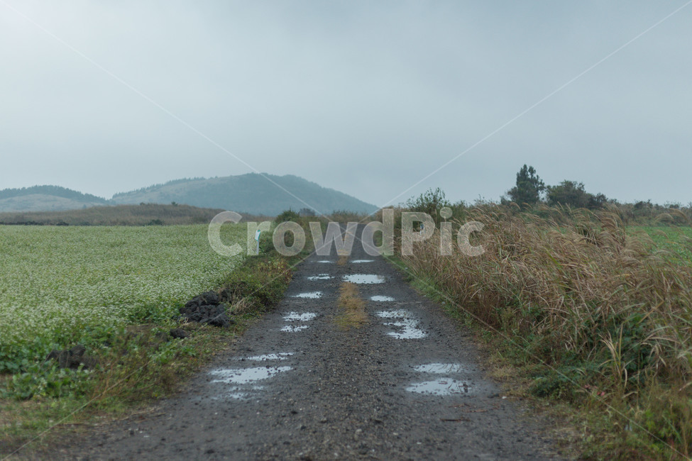 제주도,숲,가을,안개,하늘,풀,자연,풍경,nature,landscape,제주도,jeju,jeju island,tarmac,타맥,asphalt,아스팔트,road,도로,outdoors,옥외