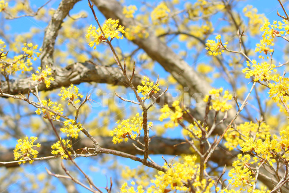 산수유,꽃,봄,하늘,자연,spring,노랑,노란색,yellow,봄,계절,spring,season,식물,자연,plants,nature,꽃,flower,plant