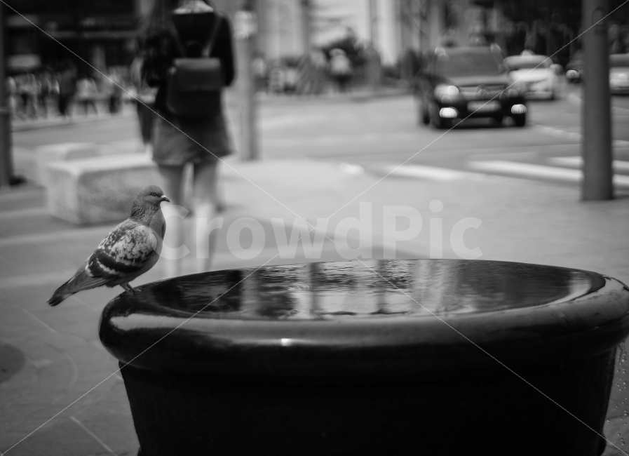 비둘기,물,자연스러움,일상,흑백,기다림,동물,animal,조류,새,birds,흑백,모노톤,monochrome,black and white