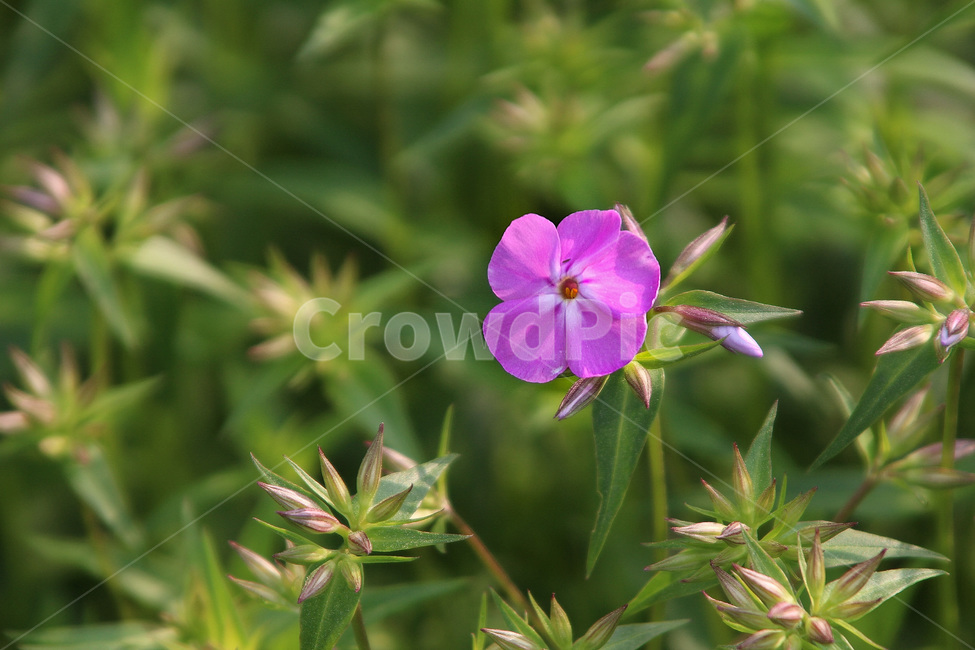 꽃,식물,꽃잔디,봄,자연,Flowers,plants,flowergrasses,spring,nature