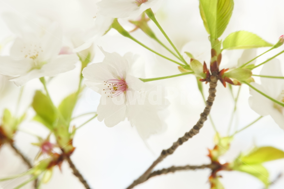 blossom,flower,꽃,벚꽃,식물