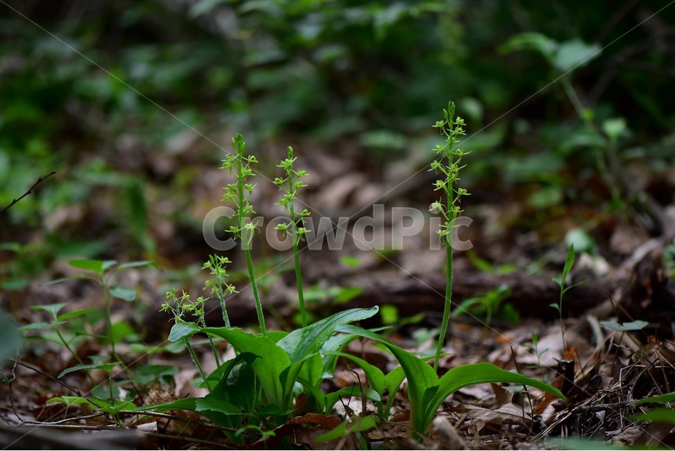 옥잠난초,야생화,꽃,식물,자연,생태,플라워,flower,plants,nature,식물,자연,plants,nature