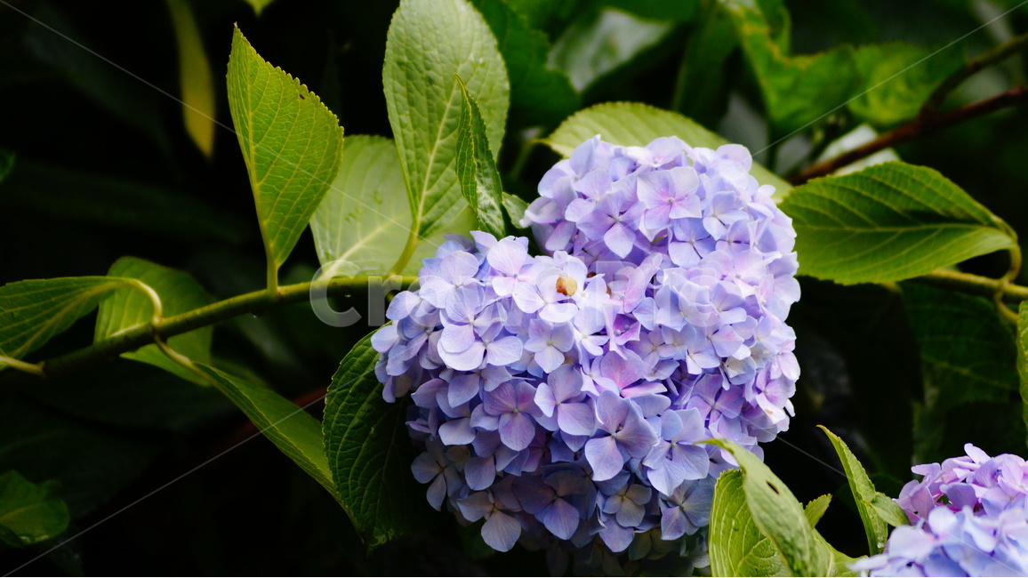 수국,산수국,꽃,꽃사진,태종대,식물,식물,자연,plants,nature,꽃,flower