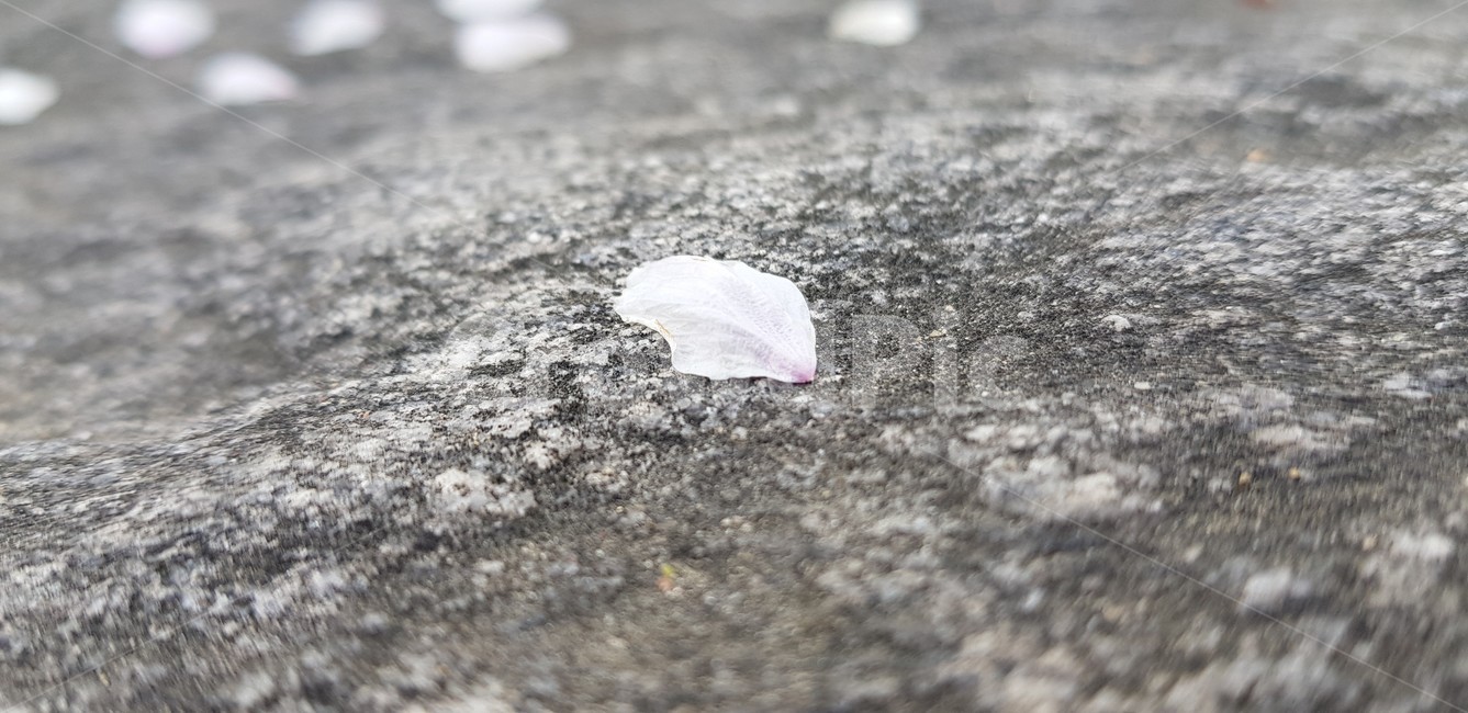 봄,벚꽃,blossom,flower,식물,plant,꽃,vegetation,nature,자연,outdoors